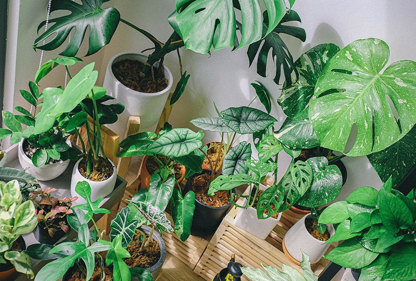 best plants for office