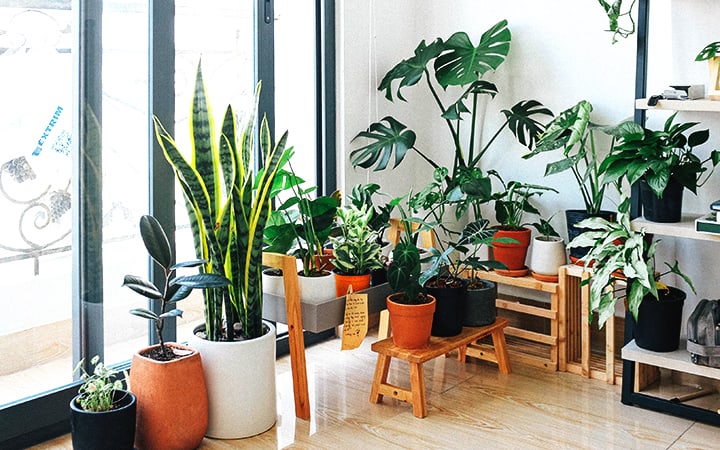 stunning plants for office
